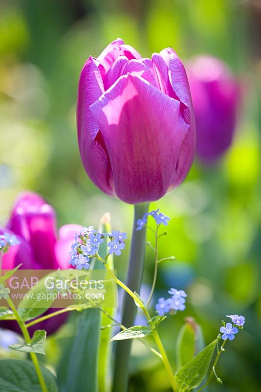 Tulipa 'Blue Champion' with Myosotis - Forget me nots