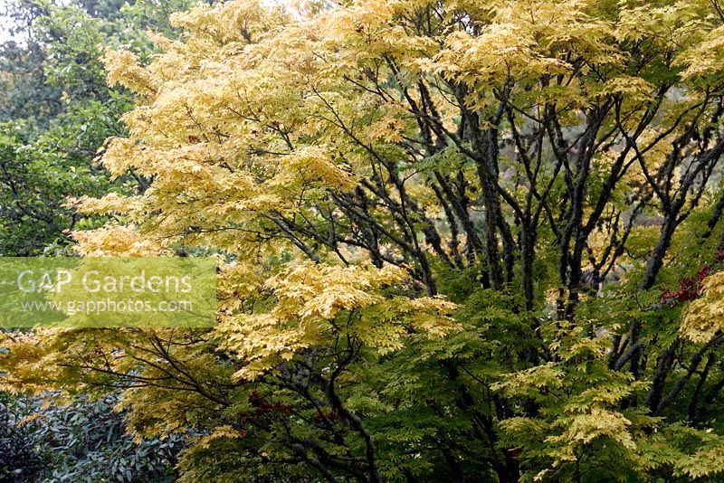 Acer palmatum 'Senkaki' syn Acer palmatum 'Sango-kaku' AGM showing autumn colour
