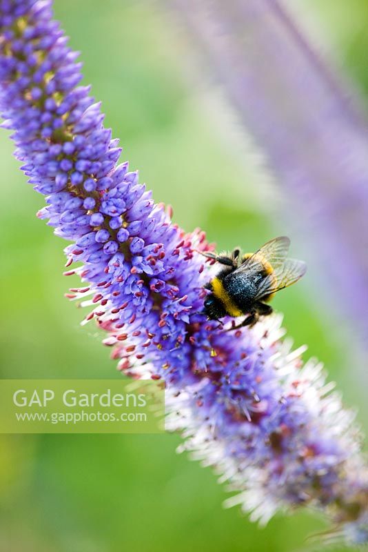 Veronicastrum virginicum 'Fascination' with bee