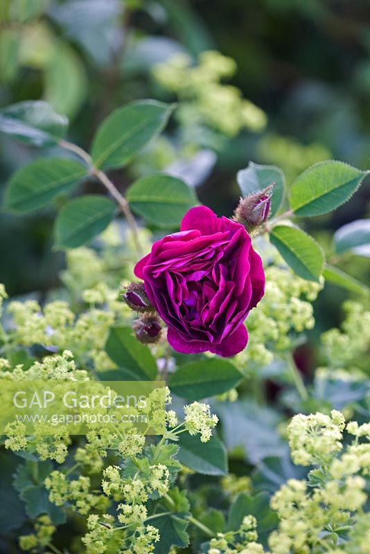 Rosa 'Tuscany Superb' - Gallica rose and alchemilla mollis
