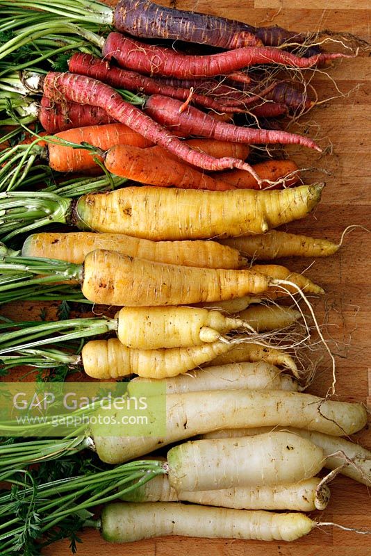 Carrots - front to back - White Satin, Créme de Lite, Yellowstone, Resistafly, Samurai, Purple Haze