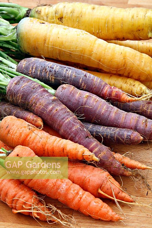 Carrots - front to back - Autumn King, Purple Haze, Yellowstone