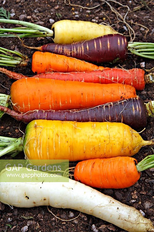 Carrots - front to back - White satin, Nairobi, Yellowstone, Spanish Black, Resistafly, Samurai, Autumn King, Purple Haze, Créme de Lite