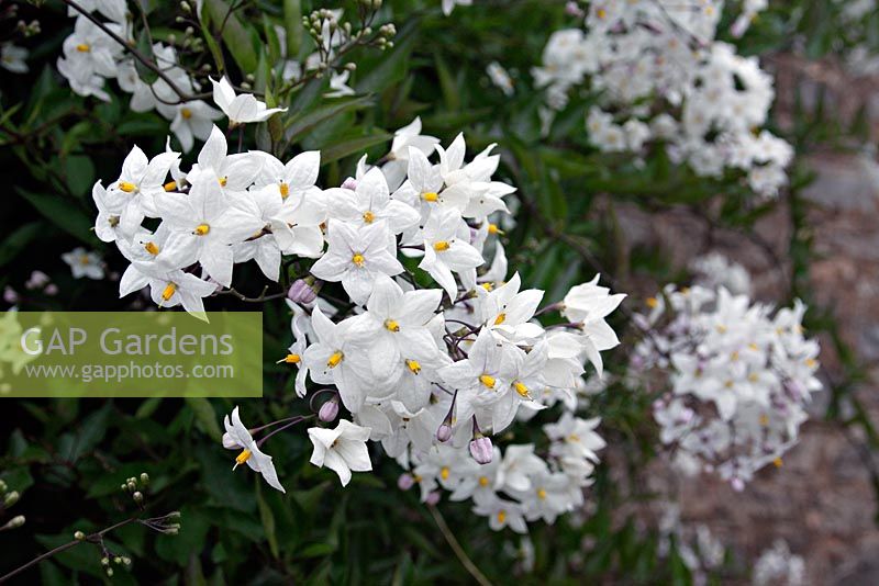 Solanum jasminoides album syn Solanum laxum