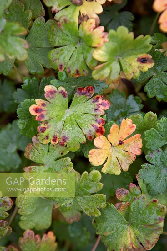 Geranium x cantabrigiense 'Cambridge' in early Autumn
