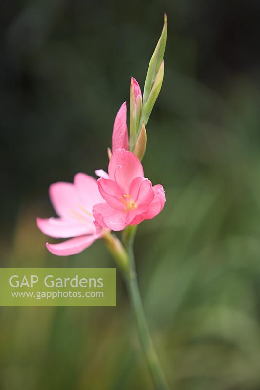 Schizostylis coccinea 'Salmon Charm', in flower and with emerging buds