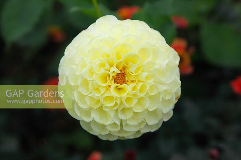 Dahlia 'Brookfield Diedre' close up of flower