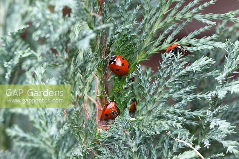 Coccinella 7-punctata - Seven spot ladybird group hibernating in conifer