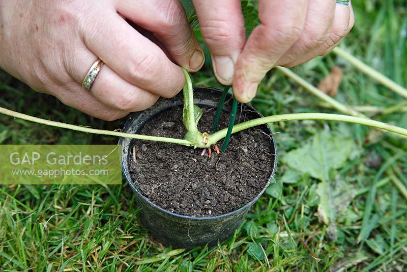 Planting strawberry runners - place runner on bare soil in pot and peg down with plastic coated wire