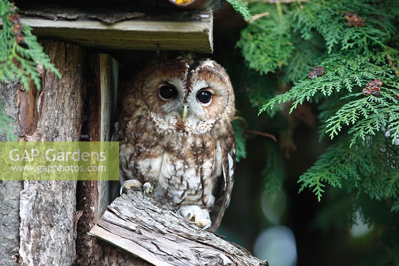 Tawny owl - Strix aluco roosting under eaves of garden shed