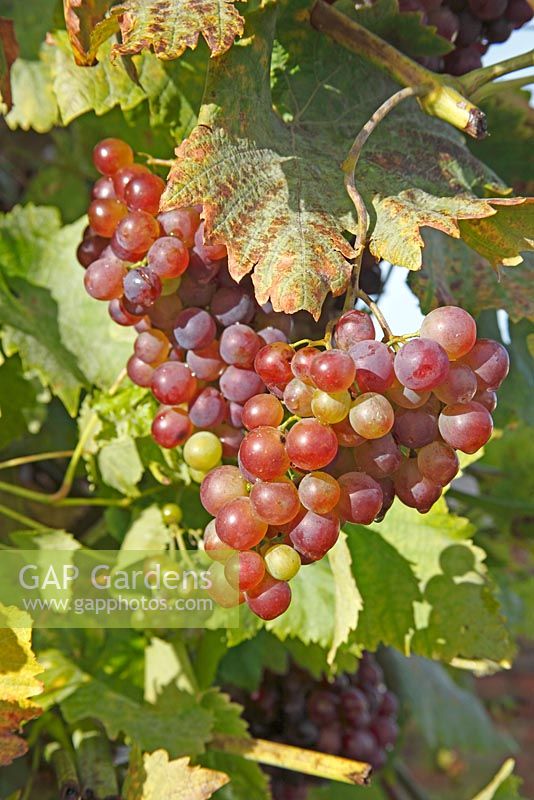 Vitis 'Boskoop glory' - Grapeclose up of ripening grapes on vine