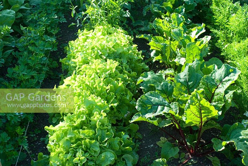Child's organic vegetable garden with Carrots, Beta vulgaris - Beetroot, Lettuce 'Salad Bowl' and  Petroselinum hortense filicinum - Flat leaf Parsley, in June at Gowan Cottage, Suffolk