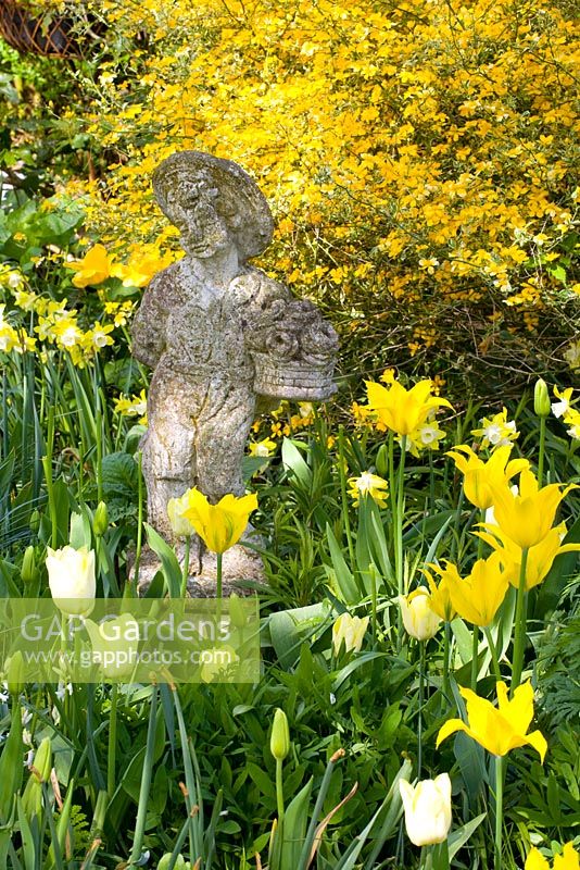 Spring border with statue and Kerria japonica 'Variegata', Tulipa 'Viola Holt' and 'Dancing Show' and Narcissus 'Pipit'
