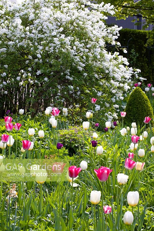 Spring border containing Exochorda x macrantha 'The Bride'' with Tulipa 'Inzell' and Tulipa 'Mata Hari' 