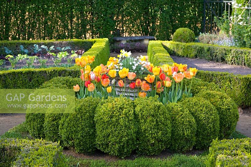 Spring Garden containing clipped buxus hedging and Tulipa 'Daydream', 'Fringed Solstice', 'Juliette' and 'World Expression'.