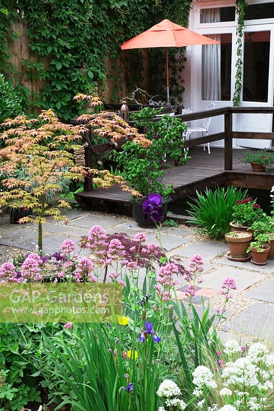 Clumps of pink and white Valerian, Acer palmatum 'Osakazuki', Iris , frame view to a decked bridge leading from the raised deck which connects house to garden. 