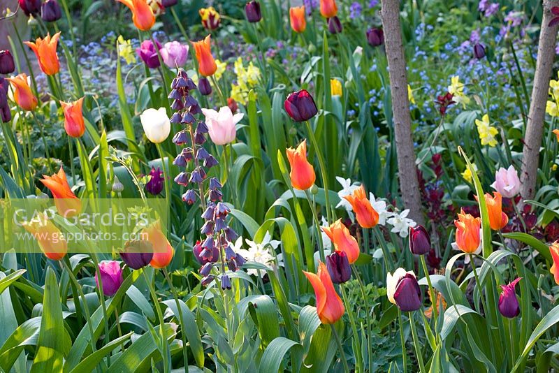 Spring border with Tulips 'Shirley', 'Ballerina', 'Jan Reus', 'Queen of Night', 'Purple Flag', Narcissus 'W.P.Milner' and Fritillaria persica