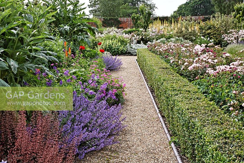 Buxus hedging contains massed planted  roses, Rosa 'Felicia' and Rosa 'Charles de Mills' while Nepeta racemosa - Catmints and Heuchera 'Plum Pudding' spill over the gravel path. With Cardoons , Geranium psilostemon, Papaver 'Beauty of Livermore' - Belmont Park