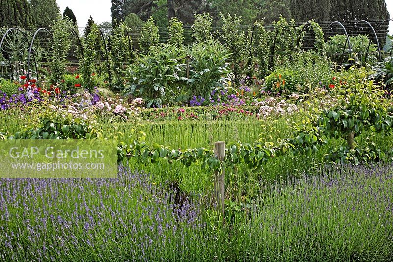 Mass planted Lavandula angustifolia 'Folgate', Rosa 'Charles de Mills' and Rosa 'Felicia'. Fruit tunnel with trained apples and pears, espalier pear 'Concord', Cardoons, behind the Victorian greenhouse - Belmont Park
