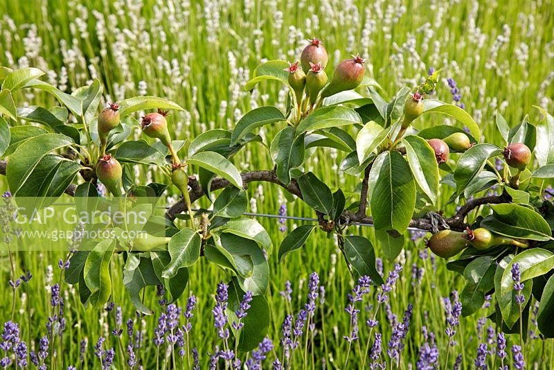 Espaliered pear 'Concord' trained over purple and white Lavandula 'Folgate' and 'Loddon Blue'