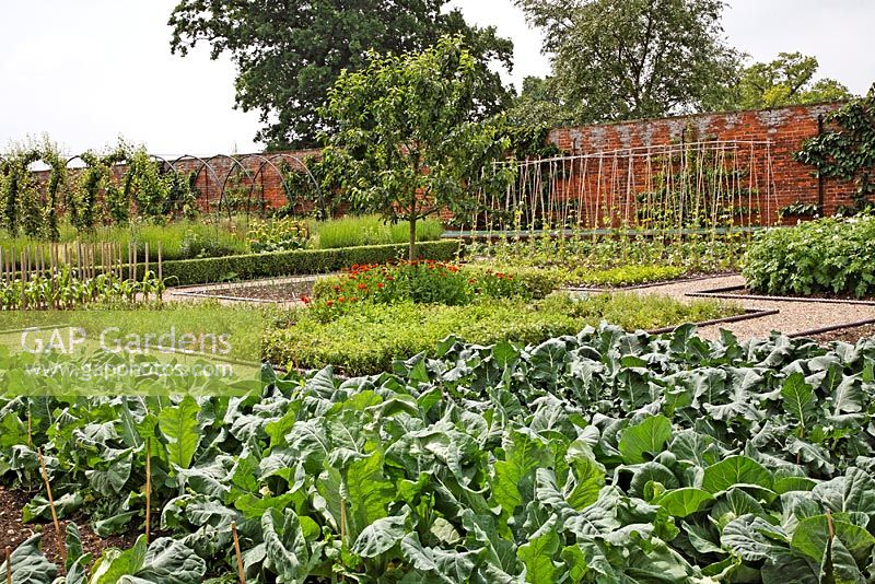Brassicas, Sweetcorn, Potatoes, and herb bed under central Crab Apple tree, trained Apples and Pears on arches in the vegetable beds - Belmont Park 