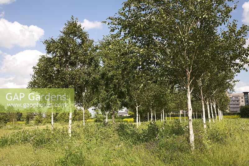 The wildflower meadow with groups of Betula utilis - Barrier Park