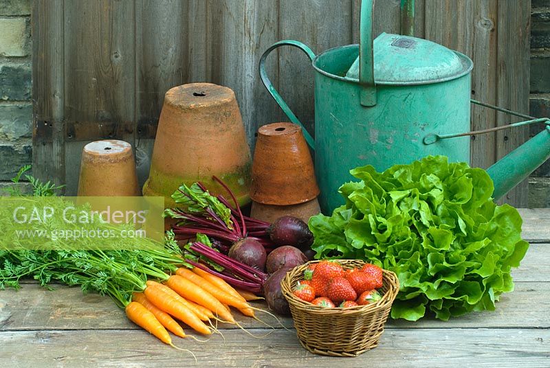 Vegetables and strawberries with old garden pots and watering can