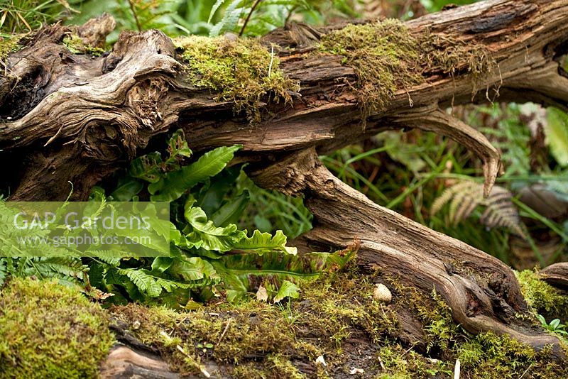 Old tree stump with ferns and moss 