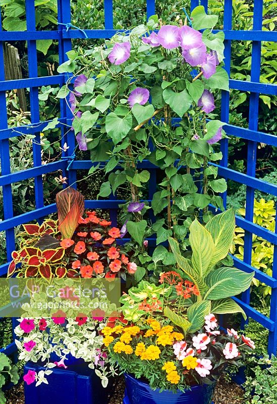 Exotic plants in blue plastic containers against a painted blue trellis - Ipomaea 'Heavenly Blue' with Canna 'Striata' and Canna 'Durban', New Guinea Busy Lizzies, Coleus, Solenostemon, French marigolds and Petunia 'Limelight'