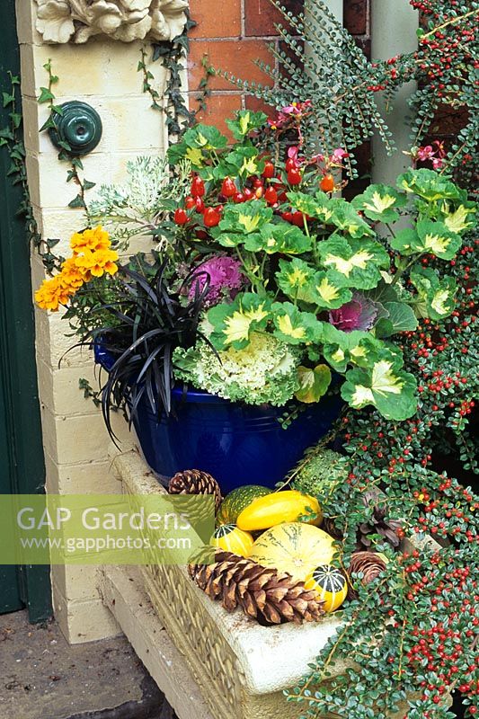 Mix of flowers, foliage and decorative vegetables grouped around a front door - Pelargonium 'Happy Thought' with peppers, ornamental cabbage and kale, Ophiopogon nigrescens and French marigolds in a blue bowl