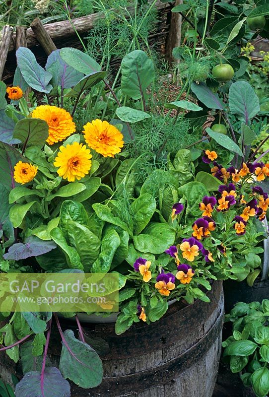 Edible flowers, herbs and vegetables growing in a wooden barrel - Calendula 'Fiesta Gitana' with 'Little Gem' lettuce, dill, purple Brussels sprouts and an edging of Viola 'Royal Sovereign'  