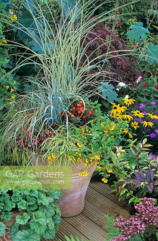 Terracotta pot for late summer and autumn display - Solanum capsicastrum with Pyracantha 'Soleil d'Or', pink pernettya, Gaultheria procumbens, Carex 'Evergold', Elymus magellanicus and Miscanthus sinensis 'Morning Light'