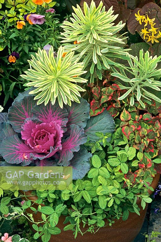 Autumn and winter foliage in a salt glazed terracotta bowl - Euphorbia characias 'Burrow Silver' with purple leaved ornamental cabbage, Houttuynia cordata 'Chameleon' and variegated clover, Trifolium pratense 'Susan Smith'