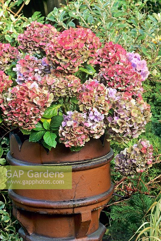Hydrangea macrophylla ageing to pink and grey shades, growing in a tall salt glazed Victorian chimney pot