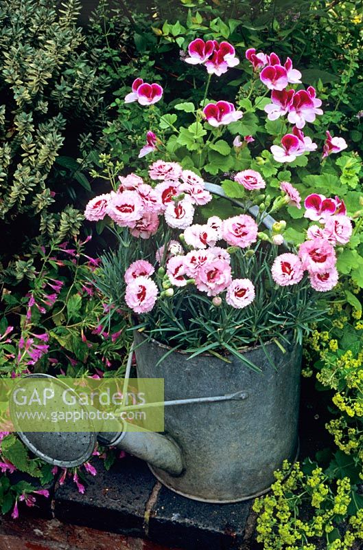 Pink themed planting in an old watering can - Dianthus 'Raspberry Sundae' with Pelargonium 'Raspberry Ripple'