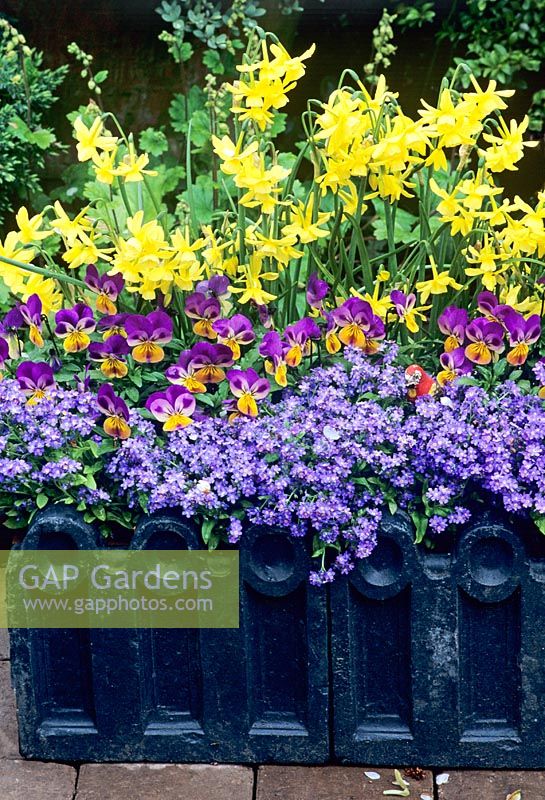 Spring miniatures growing in a trough with a Victorian style edging - Narcissus 'Hawera' with Violas and Myosotis
