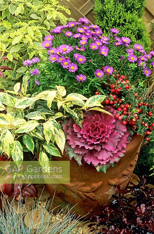 Autumn planting in a decorated terracotta pot - Island Series Aster novi-belgii 'Barbados' with purple ornamental cabbage, pink berried Pernettya, Gaultheria mucronata and Leucothoe 'Rainbow'