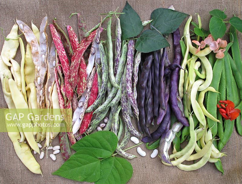 Summer bean harvest from left to right,' Italian Gold', bush 'Borlotto' firetongue bean, climbing 'Borlotto' firetongue bean, 'Violet Podded', 'Anellino Giallo' the shrimp bean with the green pods of runner bean 'Sunset' and 'Lady Di' with red flowers                            