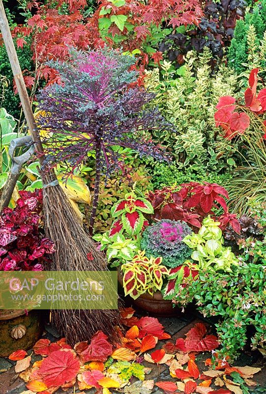 Birch besom broom amongst autumn leaves and colourful containers with Coleus, Solenostemon, ornamental kale, Abelia and Iresine 