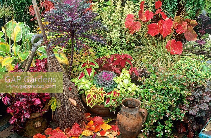 Autumn containers grouped together for maximum impact with coleus, Solenostemon, ornamental kale, abelia and Iresine