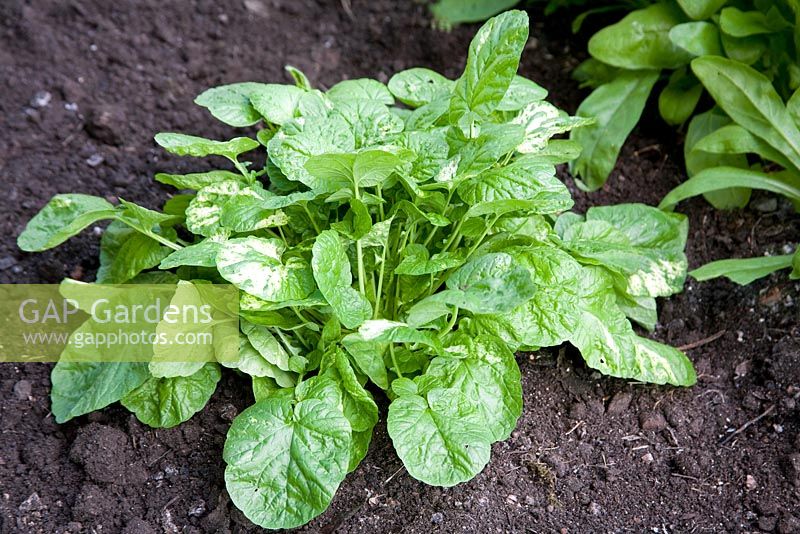 Barbarea verna - Land Cress or American Cress, sown in the summer and harvested in the winter
