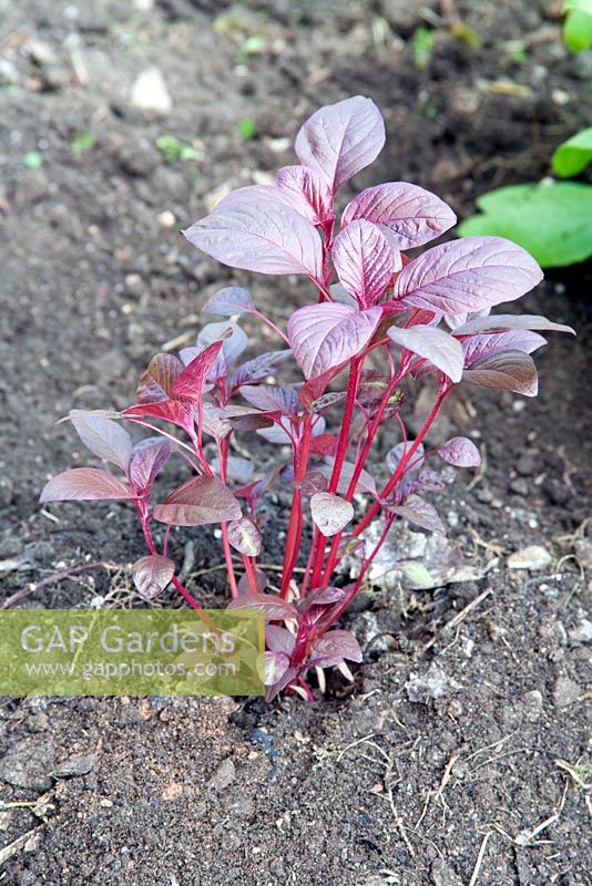 Amaranthus 'Red Army', sown in the summer and harvested in the winter
