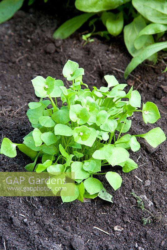 Claytonia perfoliata - Miner's lettuce or Winter purslane, sown in the summer and harvested in the winter
