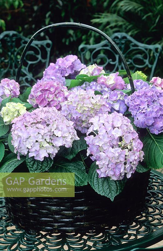 Hydrangea in basket on wrought iron table in conservatory