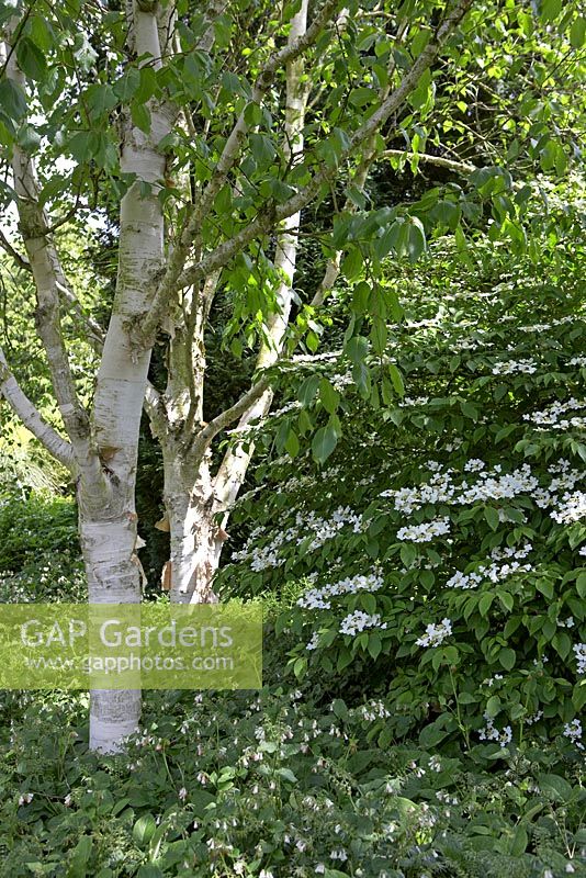 Betula utilis, Viburnum plicatum and Symphytum officinale - The Dorothy Clive Garden in May