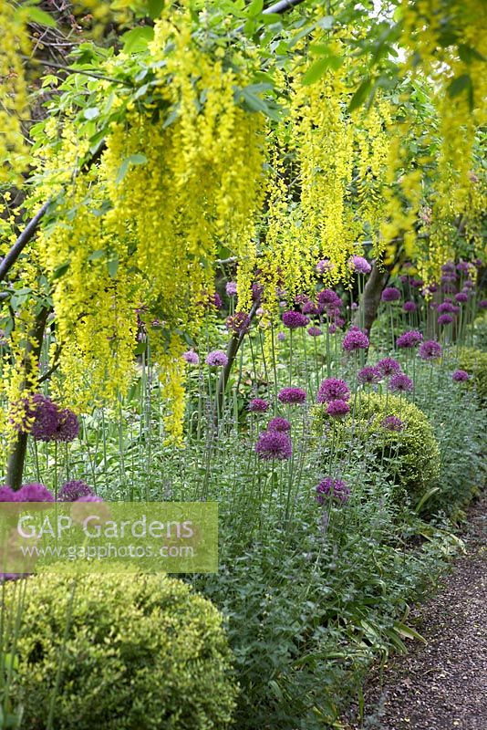 Laburnum x watereri underplanted with Allium 'Purple Sensation', Nepeta and clipped Lonicera nitida - Laburnum walk at The Dorothy Clive Garden in May
