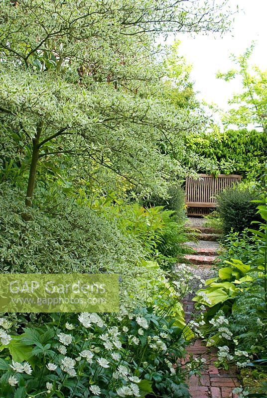 Brick and gravel path leads to a high backed bench through the 'yellow and white garden' with Cornus controversa 'Variegata', Hosta, Dicentra alba and Astrantia major - Montford Cottage, NGS garden, Lancashire