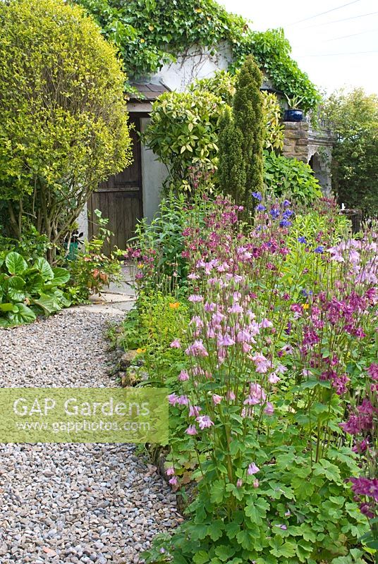 Stone edged bed with cottage garden plants including Aquilegia with gravel path leading to wooden door of potting shed covered in Hedera - Montford Cottage, Lancashire