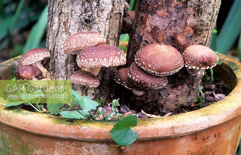 Shiitake mushrooms growing on logs impregnated with spores