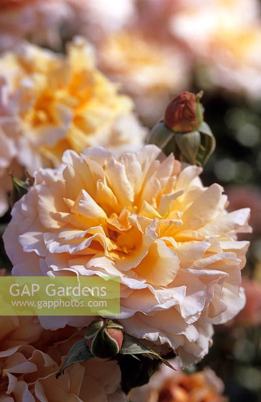 Rosa 'Great Expectations'